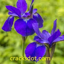 Blue Iris 5.4.9.4 Crack